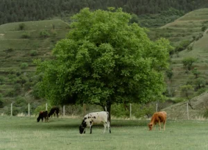 5 Manfaat Mesin Pencacah Rumput untuk Peternak Modern - SUmber Hasil Teknik